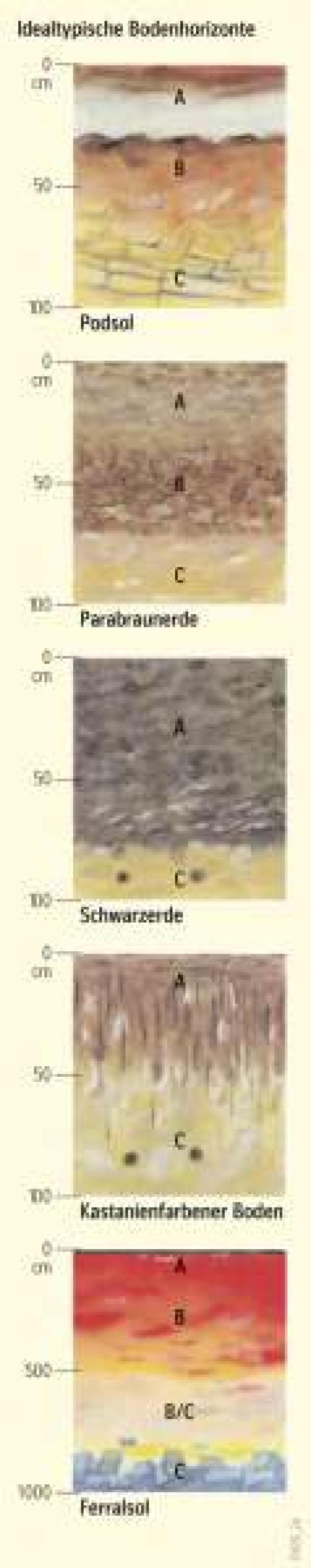Idealtypische Bodenhorizonte