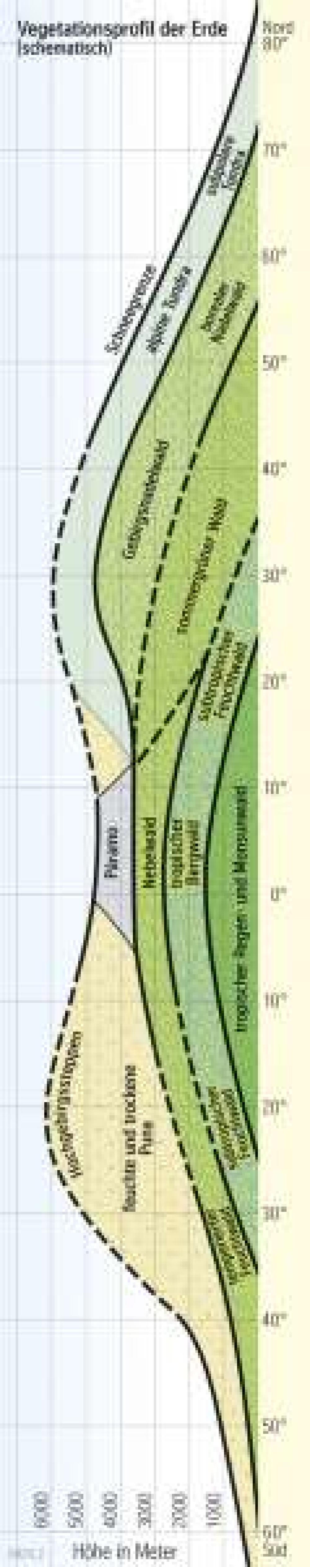 Vegetationsprofil der Erde (schematisch)