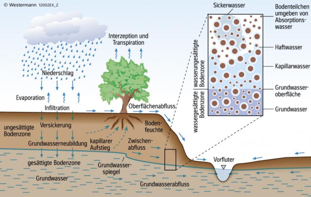 Der Weg des Niederschlagswassers zu Grundwasser und Abfluss eines Fließgewässers