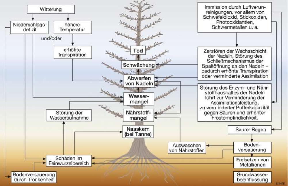 Entstehung der Waldschäden