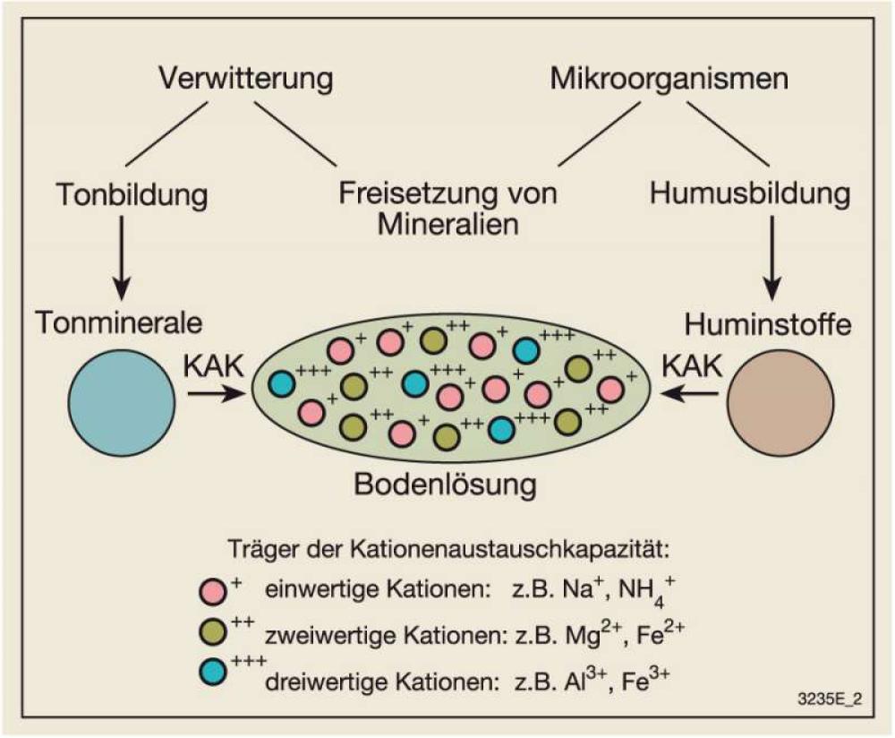 Bodenbildungsprozesse und Nährstoffbereitstellung