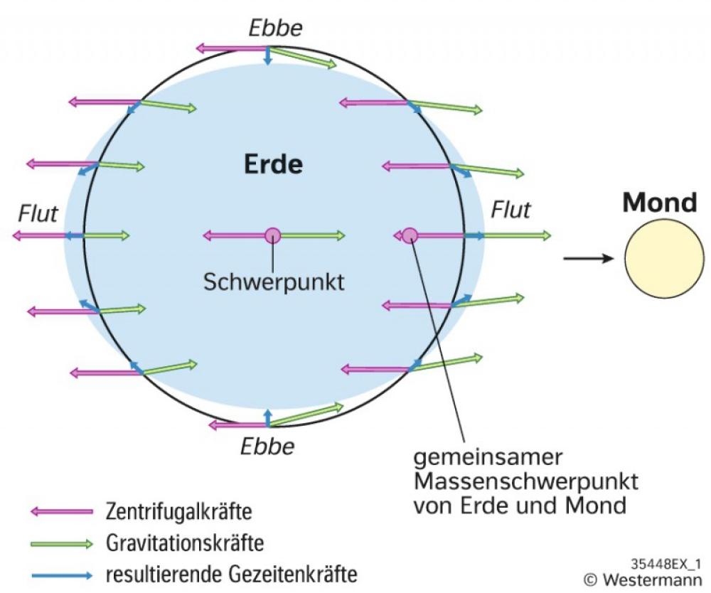 Die Entstehung der Gezeiten