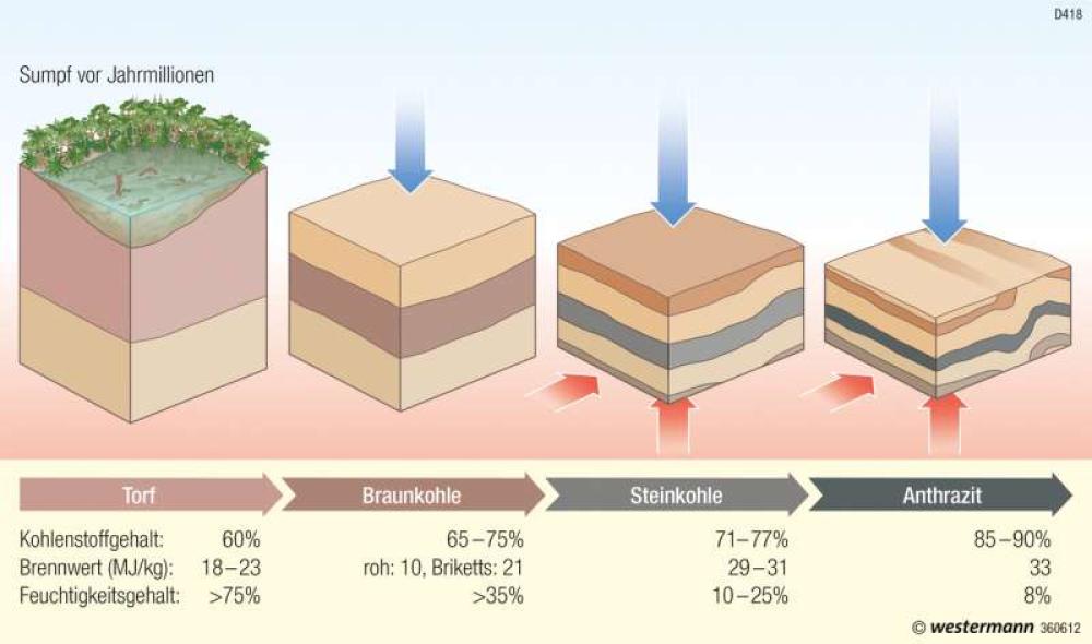 Entstehung von Braunkohle (Inkohlungsreihe)